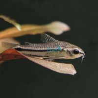 Pygmy Corydoras 2cm