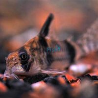 Corydoras Tukano Bumblebee - Wild Caught 3.5cm