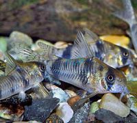 Corydoras Tukano Bumblebee Cory Wild