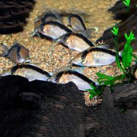 Bethanae Corydoras 4cm