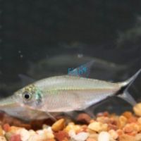 Costae Tetra 3cm