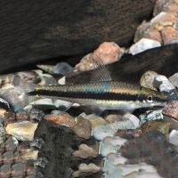 Siamese Flying Fox - Algae Eater 3.5cm
