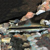 Siamese Flying Fox - Algae Eater 7cm