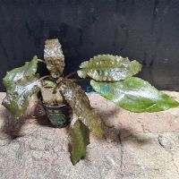 Assorted Cryptocoryne Large - Pot