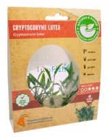 Cryptocoryne Lutea Tissue Culture Tub