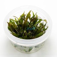 Cryptocoryne Wendtii - Tissue Culture 