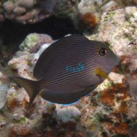 Striatus Tang - Medium
