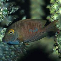 Squaretail Bristletooth Tang - Medium