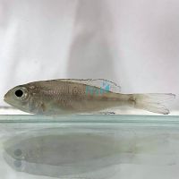Cyathopharynx Furcifer 7cm