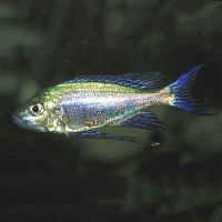 Cyathopharynx Furcifer Resha 5cm