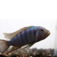 Cynotilapia Pulpican 4cm