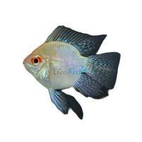 Assorted Ramirezi Longfin Balloon 3.5cm