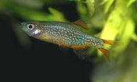 Celestial Pearl Danio - Galaxy Rasbora 2cm