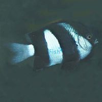 White Tail Humbug Damselfish - Medium