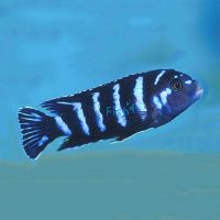 Pseudotropheus Demasoni 4cm