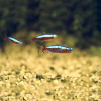 Cardinal Tetra 3cm