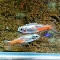 Diamond Neon Tetra 2cm