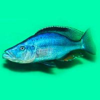 Dimidiochromis Compressiceps 5cm