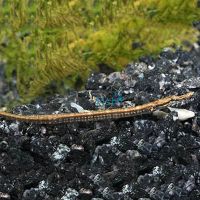 Freshwater Pipefish Long Snout 10cm