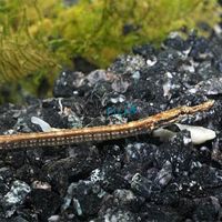 Freshwater Pipefish Long Snout 12cm