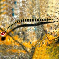 Ringed Pipefish - Medium 