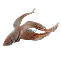 Male Dragon Fighter 5cm