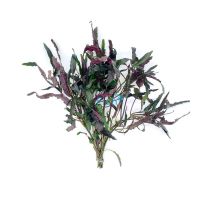 Dragons Flame - Bunch