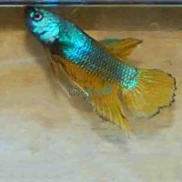 Male Dragon Fighter 5cm