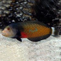 Dragon Wrasse - Medium Juvenile