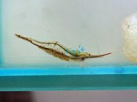 Red Nose Shrimp