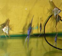 Leopolds (Teardrop) Angel 4.5cm