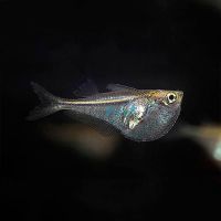 Dwarf Glass Hatchet Fish 2.5cm