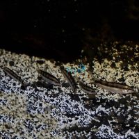 Dwarf Loach - Sidthimunki 4cm