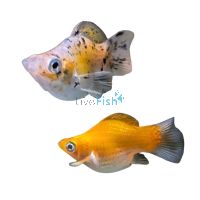 Assorted Elephant Ear Balloon Molly 3.5cm