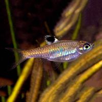 Emerald Eye Rasbora 1cm