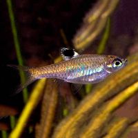 Emerald Eye Rasbora 4cm 