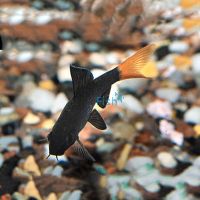 Red Tail Shark 4cm