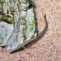 Farlowella Catfish - Wild Columbia 10cm