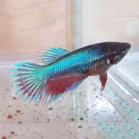 Female Crowntail Betta 3.5cm