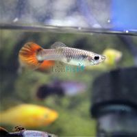 Female Chilli Red Guppy 3.5cm