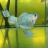Female Coral Blue Dwarf Gourami 4cm