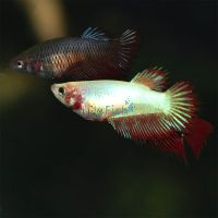 Female Crowntail Betta 3.5cm