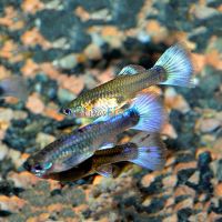 Female Neon Blue Guppy 3.5cm