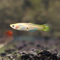 Female Pigeon Blood Guppy 3.5cm