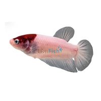 Female Plakat HM Red Cap Tancho 5cm