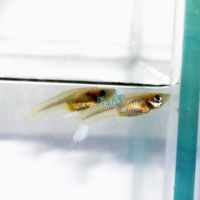 Female Platinum Guppy 3.5cm