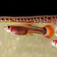Female Redtail Guppy 3.5cm