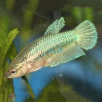 Assorted Female Siamese Betta 3.5cm