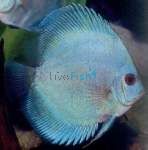 Red & White Discus - Ip Discus 5cm