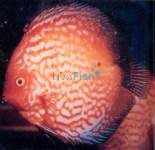 Pigeon Blood Discus (Stendker) 7cm